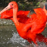 parc des oiseaux